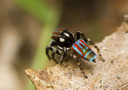 Image of Maratus volans (O. Pickard-Cambridge 1874)