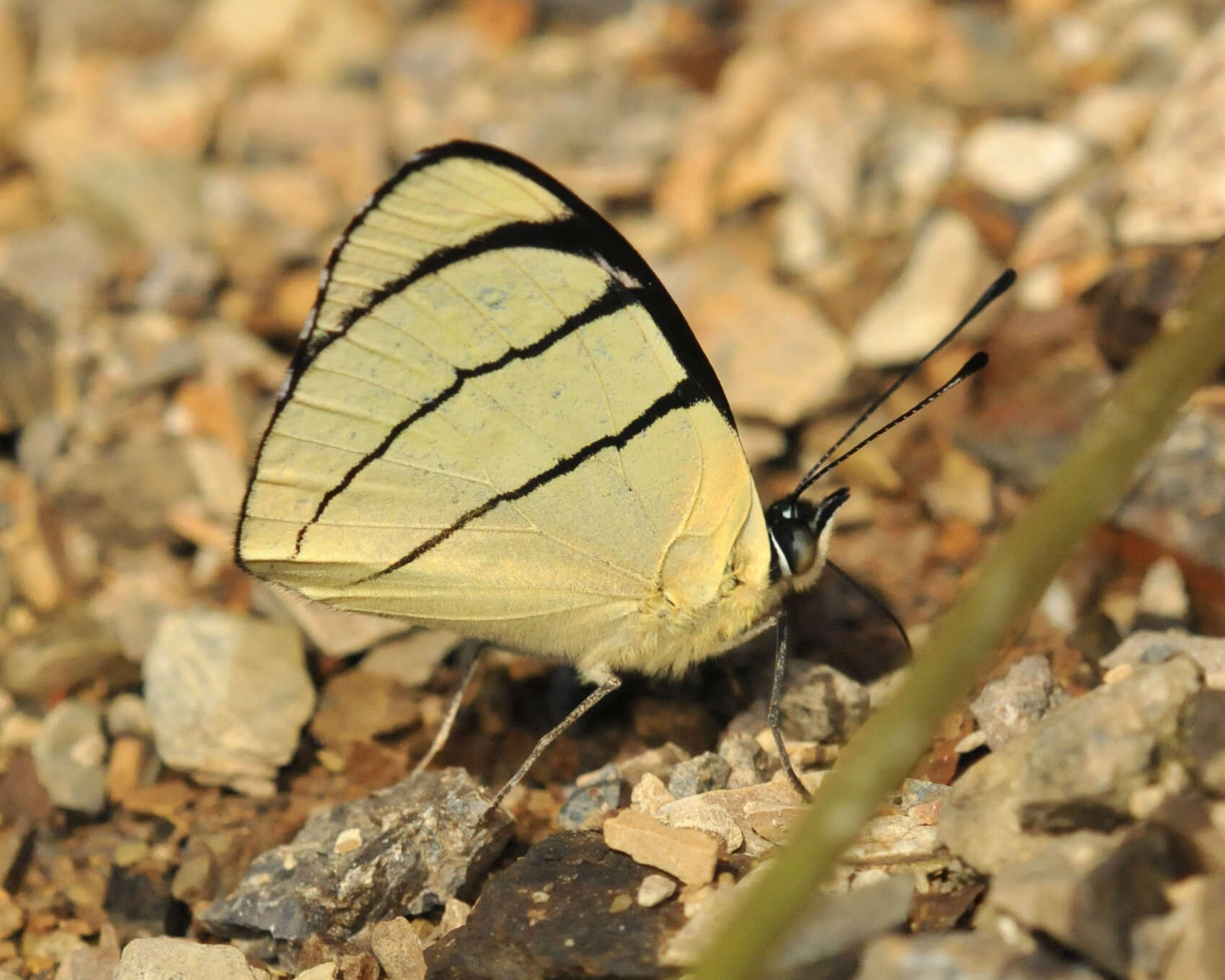 Image de Perisama oppelii Latreille 1811