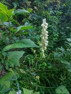 Image of Aconitum krylovii Steinb.