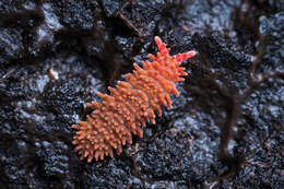 Image of Caledonimeria mirabilis Delamare Deboutteville, C, Massoud & Z 1962