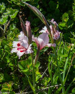 Image of Gladiolus carneus D. Delaroche