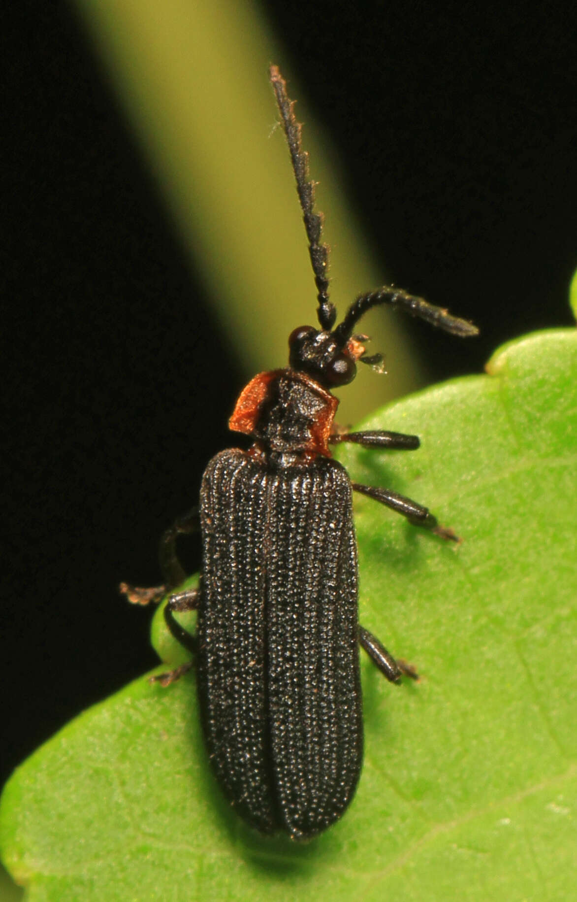 Image of Eropterus