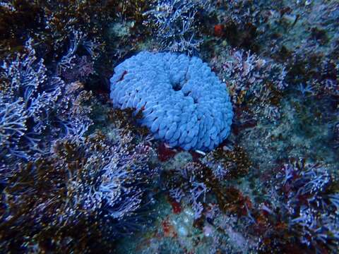 Image of southern anemone