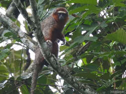 Image of Ornate Titi Monkey