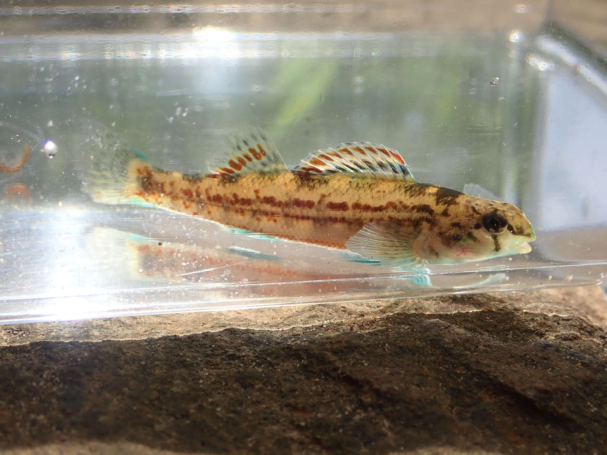 Etheostoma bellator Suttkus & Bailey 1993 resmi