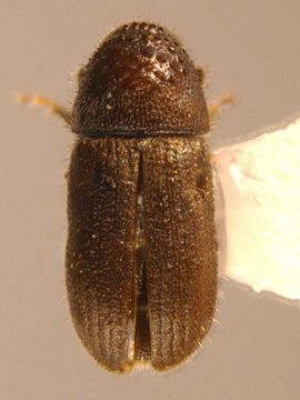 Image of <i>Cryphalus longus</i>