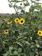 Image of Texas sunflower