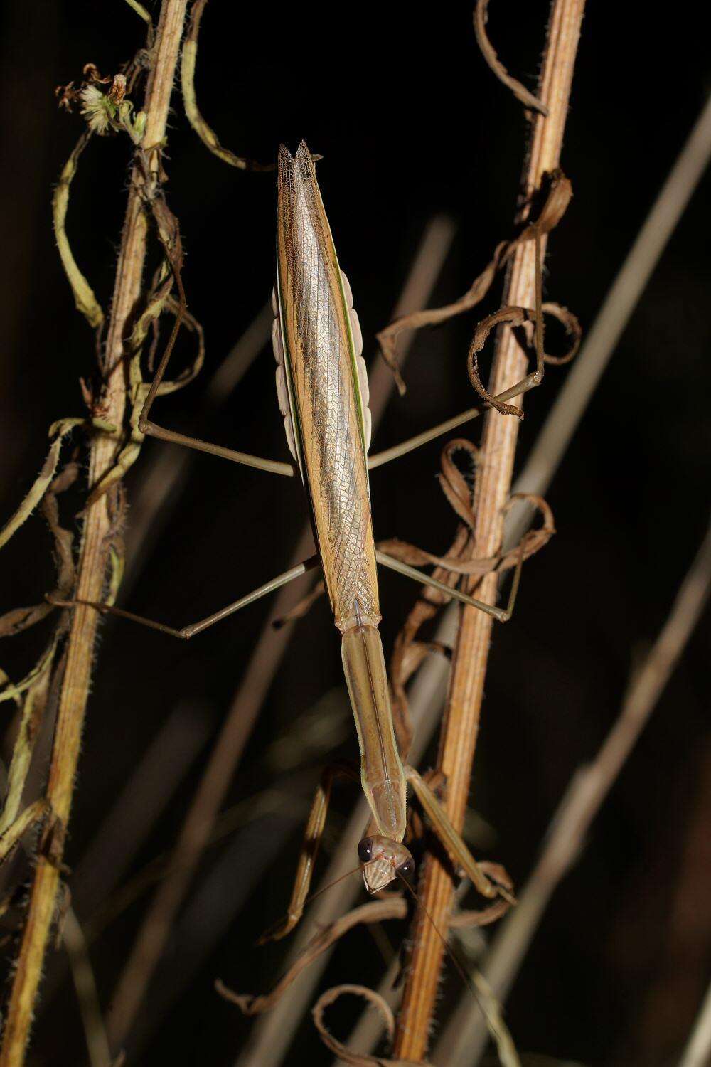 Image of Purple-winged mantis