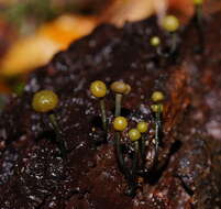 Image of Chlorovibrissea bicolor (G. W. Beaton & Weste) L. M. Kohn 1989