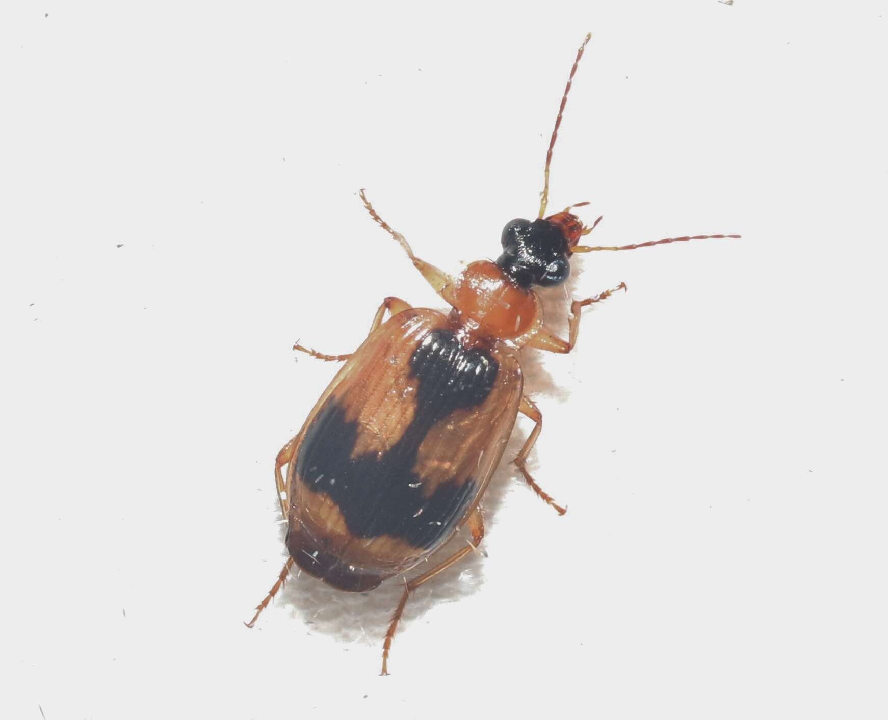 Image of Lebia (Lebia) analis Dejean 1825