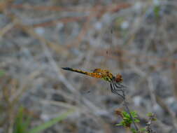 Image of Red-veined Pennant