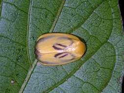 Plancia ëd Trischalis stomata Holloway 2001