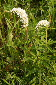 Lysimachia barystachys Bunge resmi