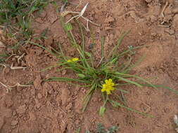 Image de Koelpinia linearis Pall.