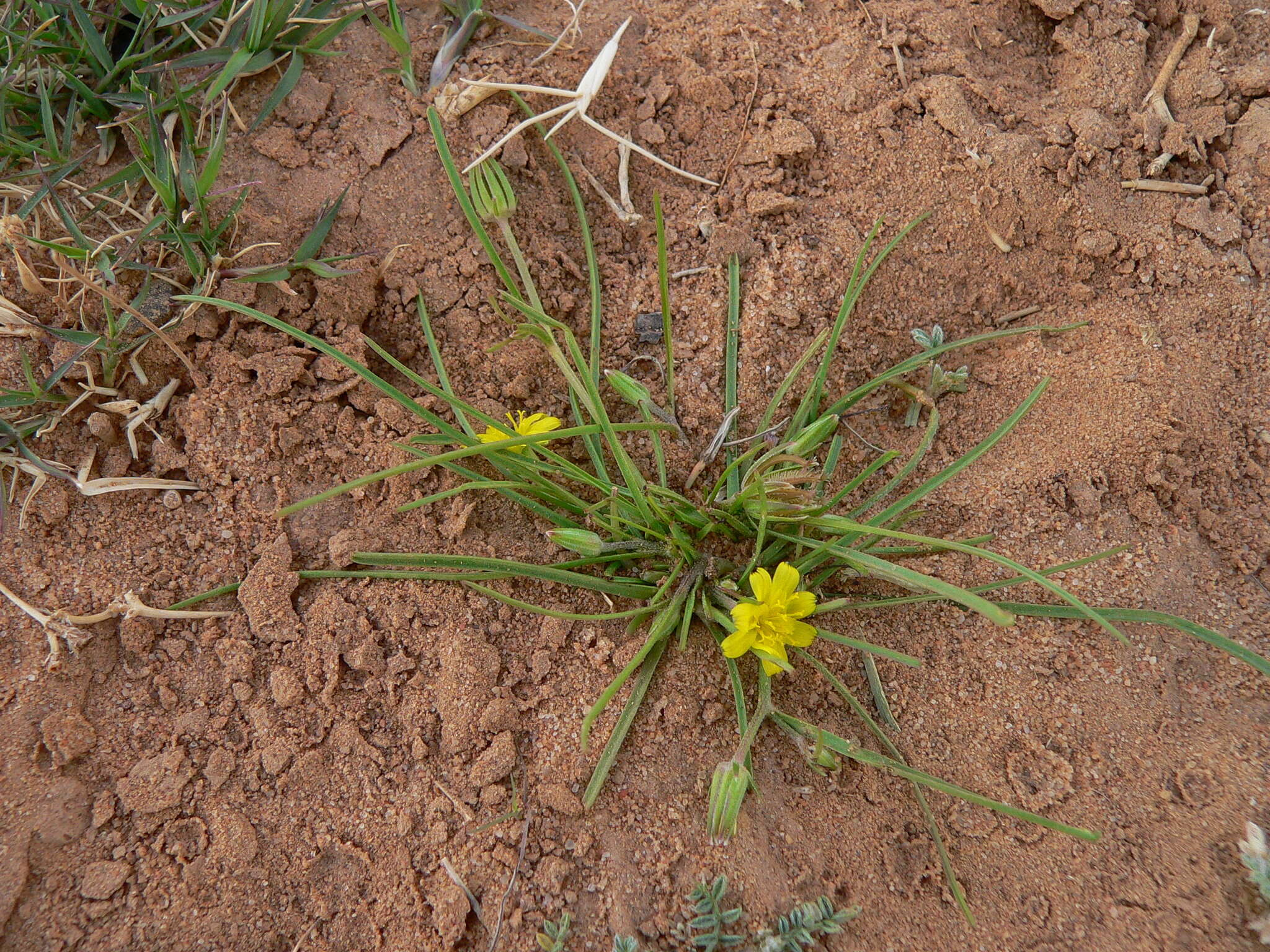 Plancia ëd Koelpinia linearis Pall.