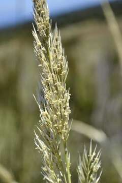 Image of Capeochloa cincta (Nees) N. P. Barker & H. P. Linder