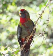 Image of Crimson Rosella