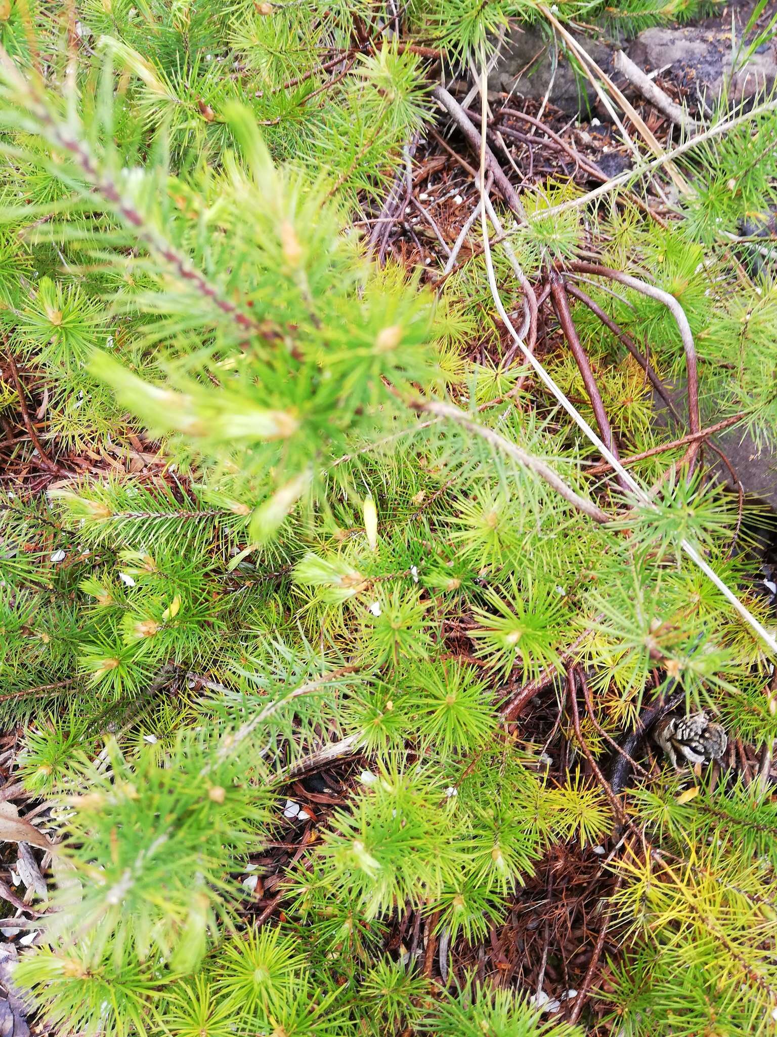 Слика од Astroloma pinifolium (R. Br.) Benth.