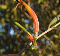 Image of Northern mistletoe