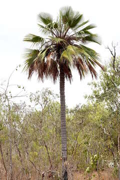 Image of Livistona muelleri F. M. Bailey