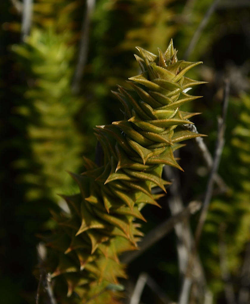 Image of Astroloba foliolosa (Haw.) Uitewaal