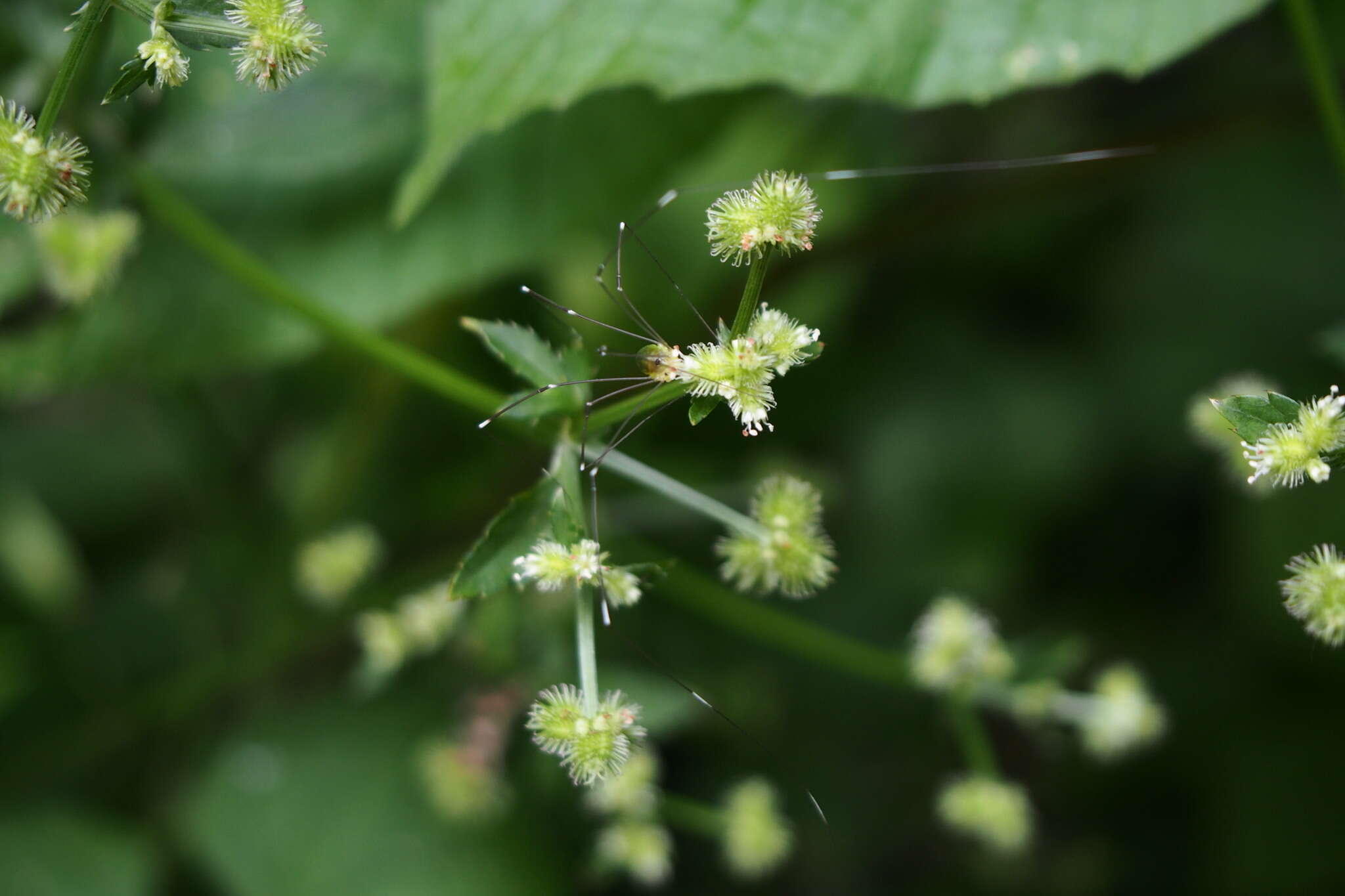 Image of Leiobunum japonicum japonicum Müller 1914