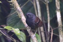 Image of Northern Chestnut-tailed Antbird