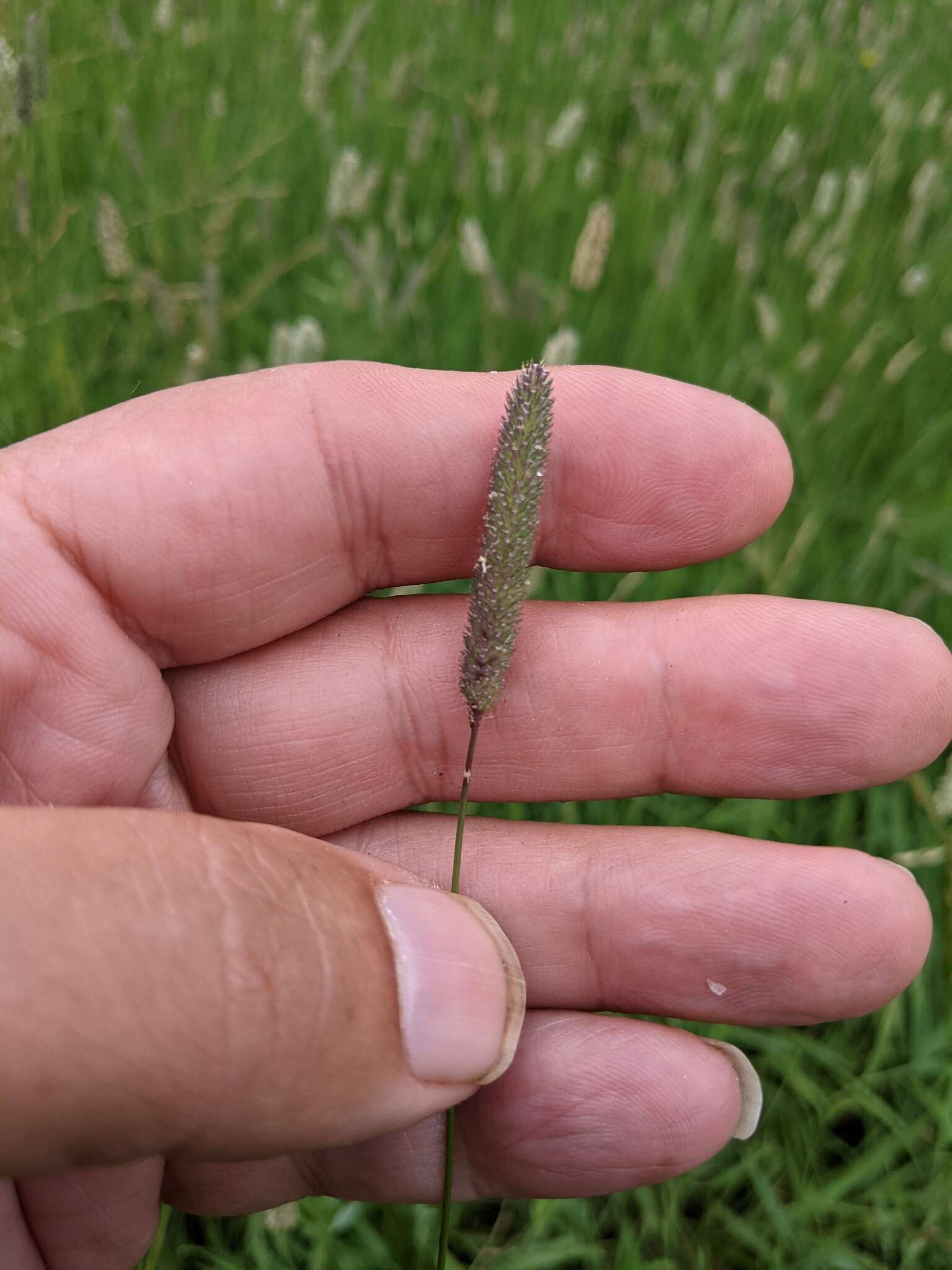 Image of Phleum bertolonii DC.