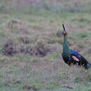 Imagem de Pavo muticus muticus Linnaeus 1766