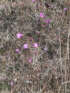 Image de Rhododendron mucronulatum Turcz.