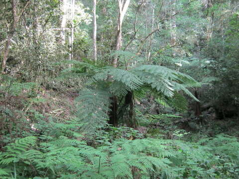 Image of Tree Fern Forest