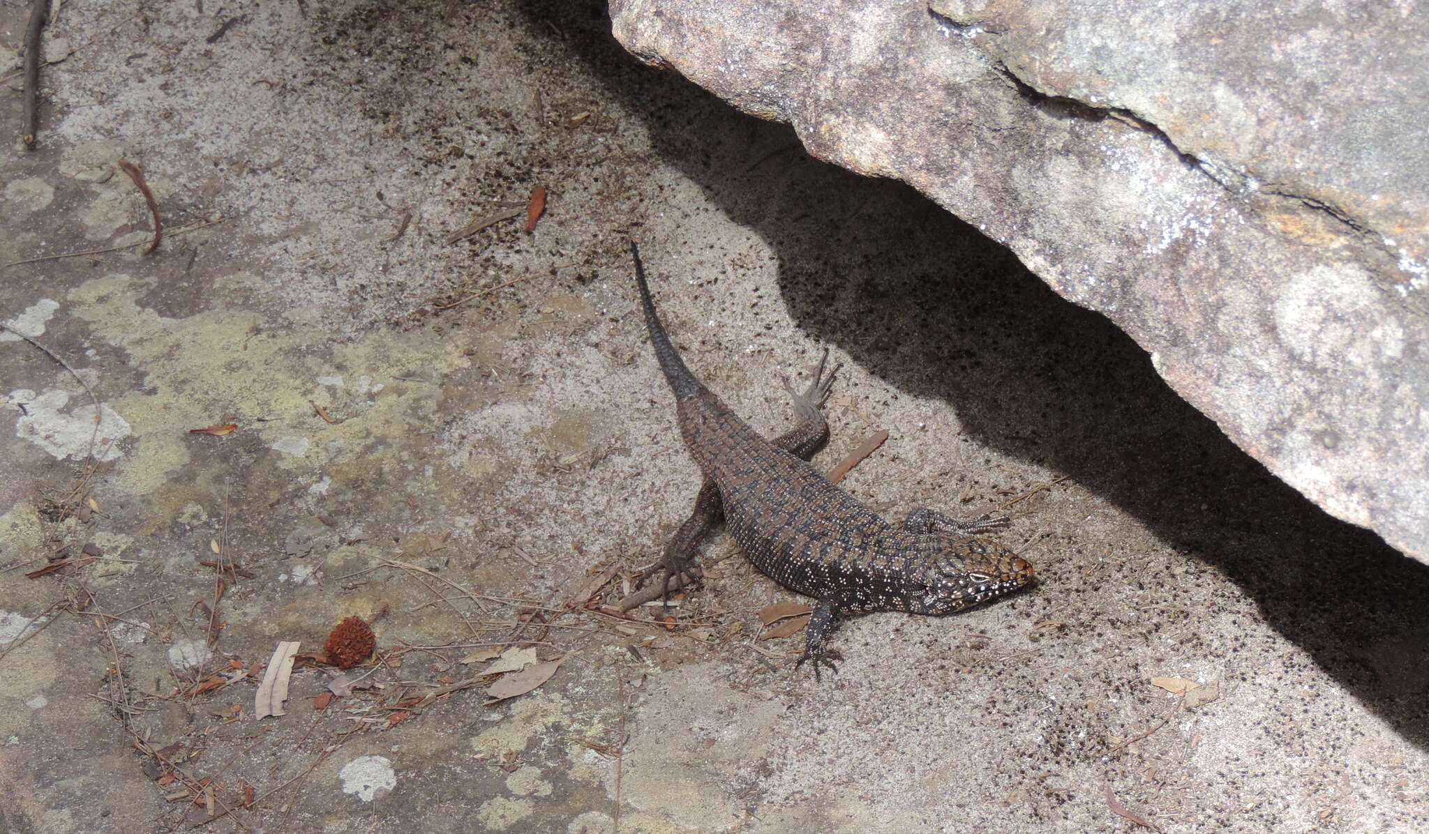 Image of Cunningham's skink