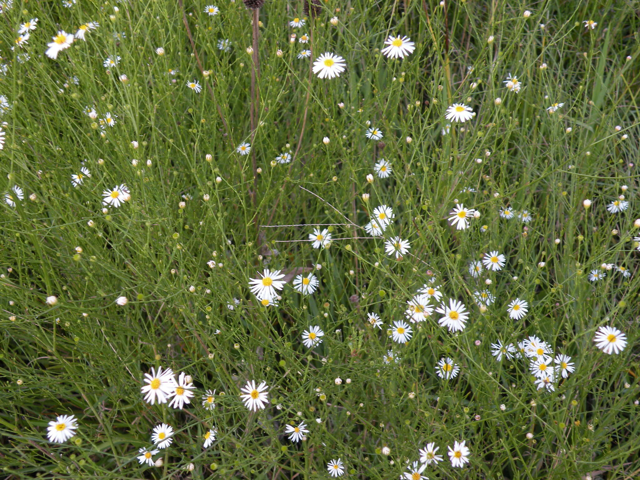 Image of Small-Head Doll's Daisy