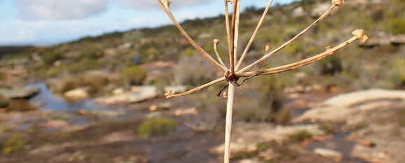 Image of Hessea undosa Snijman