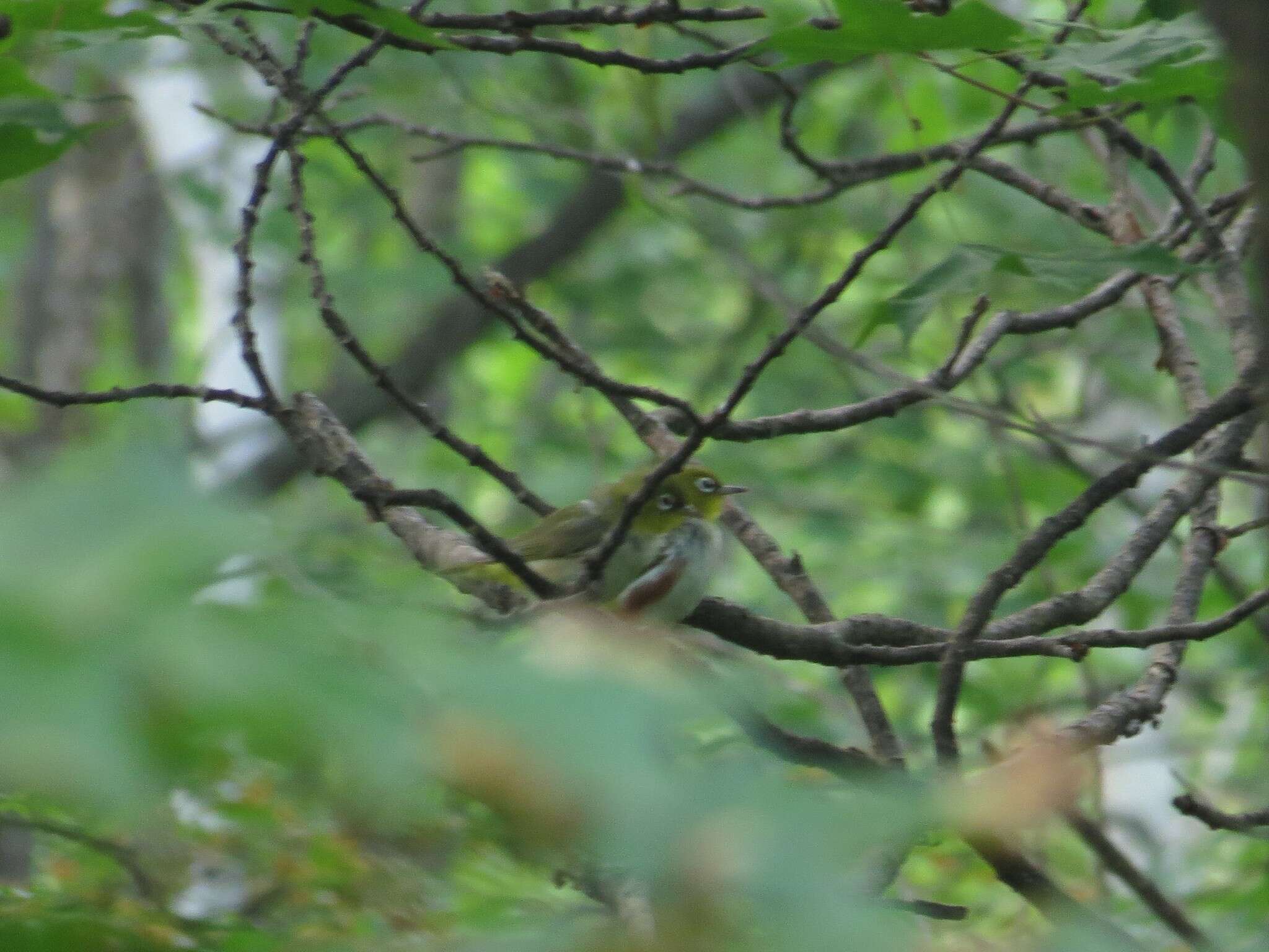 Image of Chestnut-flanked White-eye