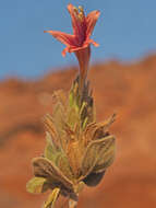 Imagem de Ruellia diversifolia S. Moore