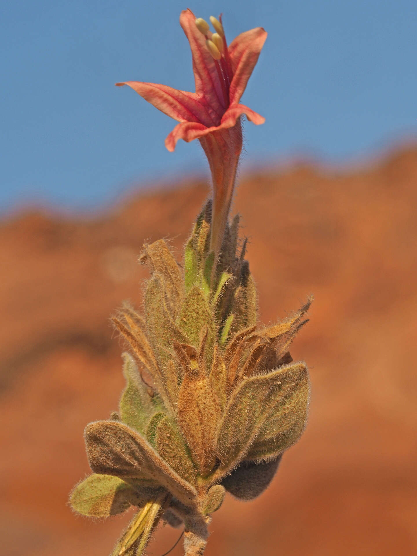 صورة Ruellia diversifolia S. Moore