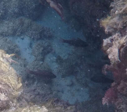 Image of Iridescent cardinalfish