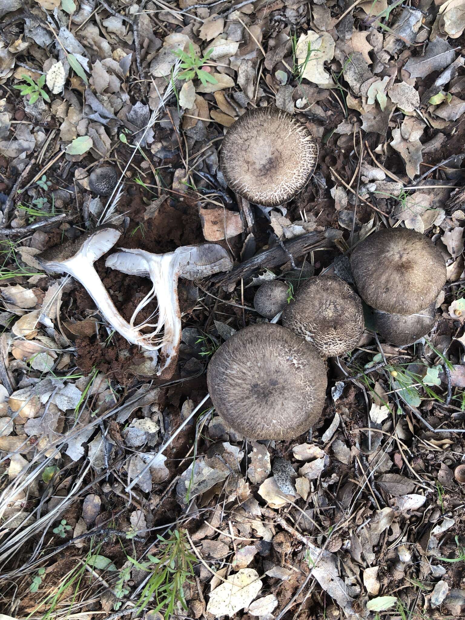 Image of Tricholoma moseri Singer 1989