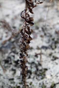 Image of heartsepal buckwheat