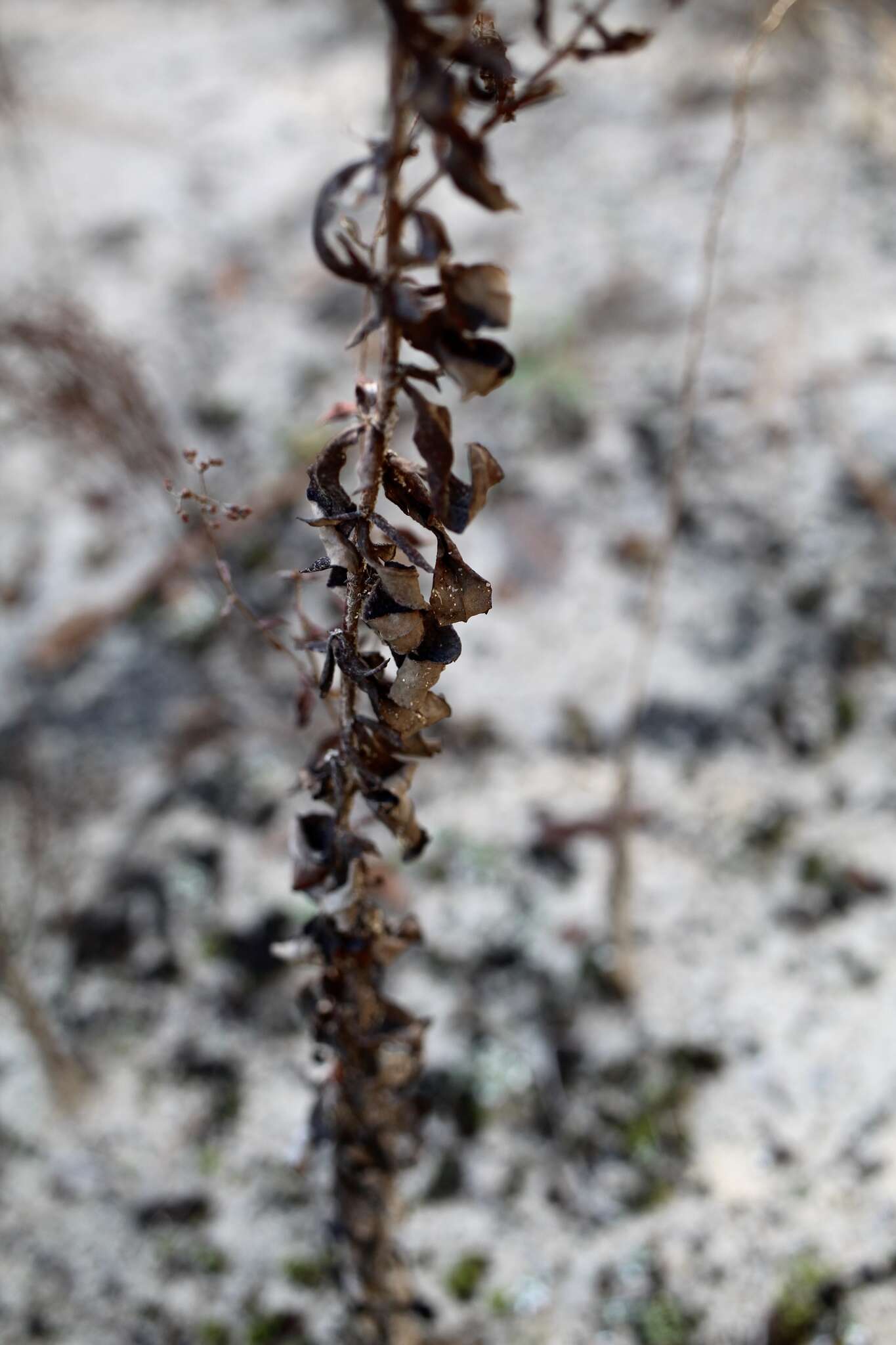 Image of heartsepal buckwheat