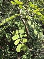 Imagem de Albizia corniculata (Lour.) Druce