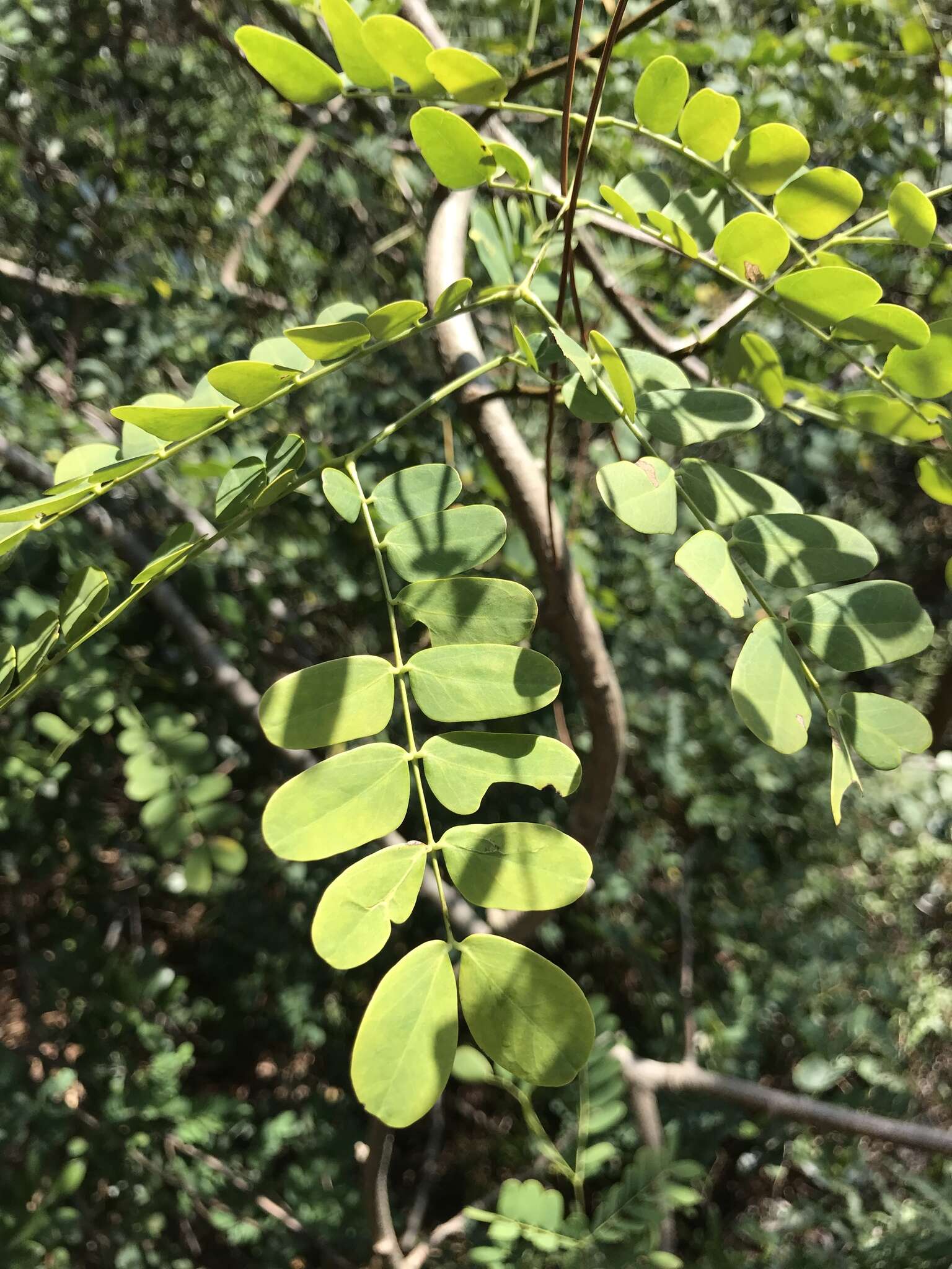 Image of Albizia corniculata (Lour.) Druce