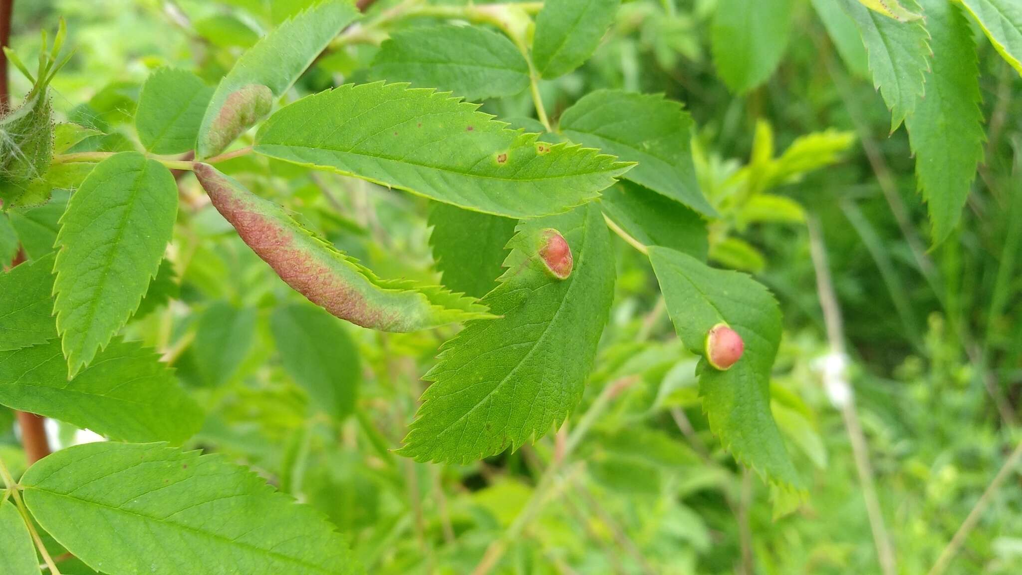 Plancia ëd <i>Diplolepis spinosissimae</i>