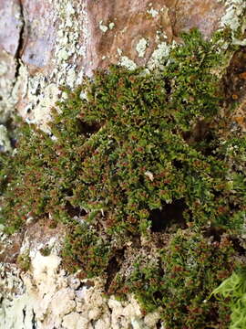 Image of Lophoziopsis longidens (Lindb.) Konstant. & Vilnet