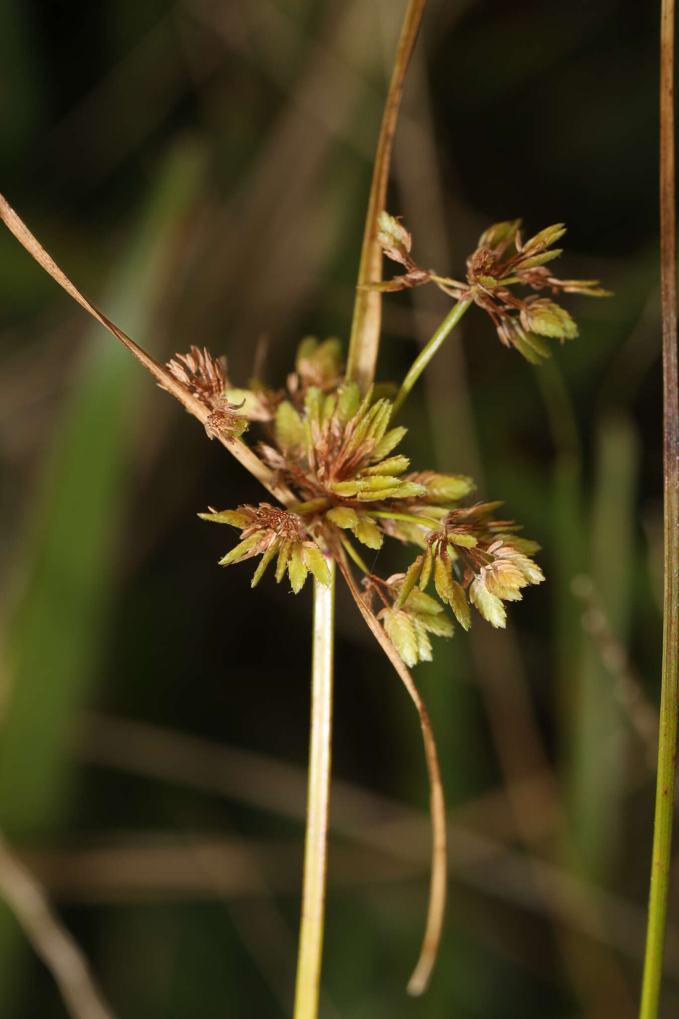 Plancia ëd Cyperus surinamensis Rottb.