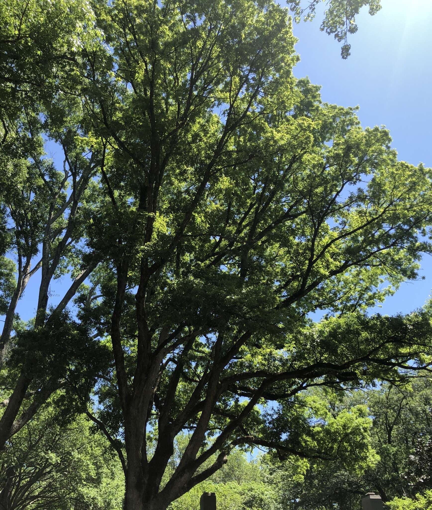 Image of bastard white oak