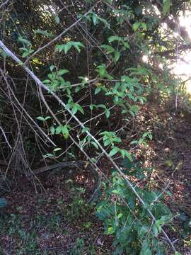 Image of Climbing raisin