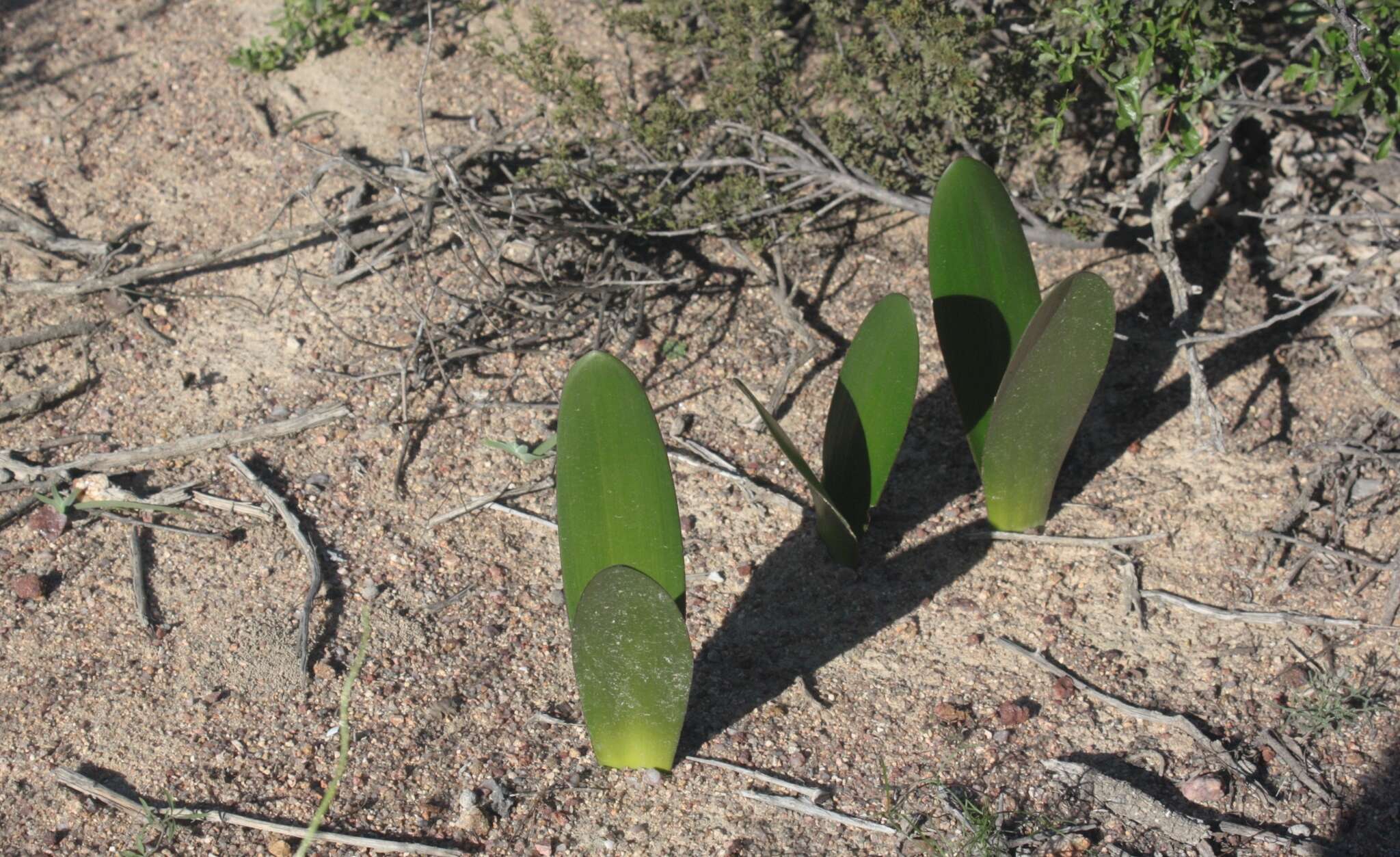 صورة Haemanthus amarylloides subsp. polyanthus Snijman