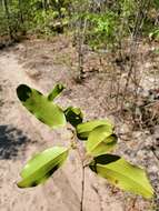 Image of Bathiorhamnus reticulatus (Capuron) Callm., Phillipson & Buerki